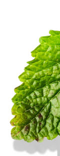 Hoja top