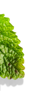 Hoja bottom