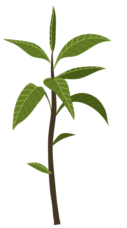 ilustracion-arbol