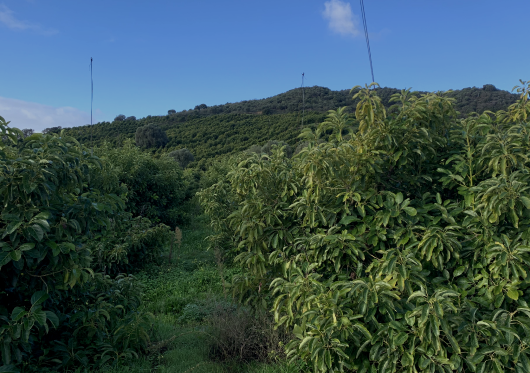 Finca